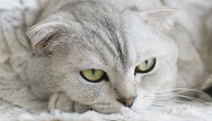 九游娱乐官方平台-中国队蛙泳调整不够理想，中国蛙泳冠军是谁