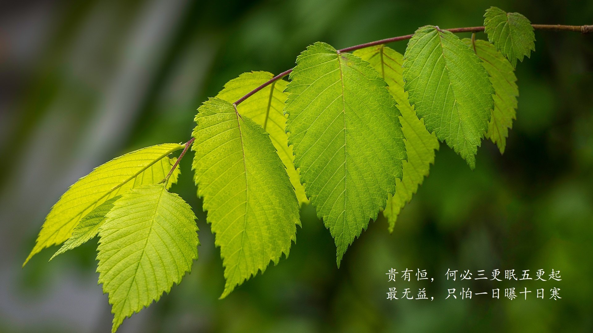九游登录中心-荷兰逆转北爱尔兰_ 实现欧预赛出线，欧洲杯荷兰vs北马