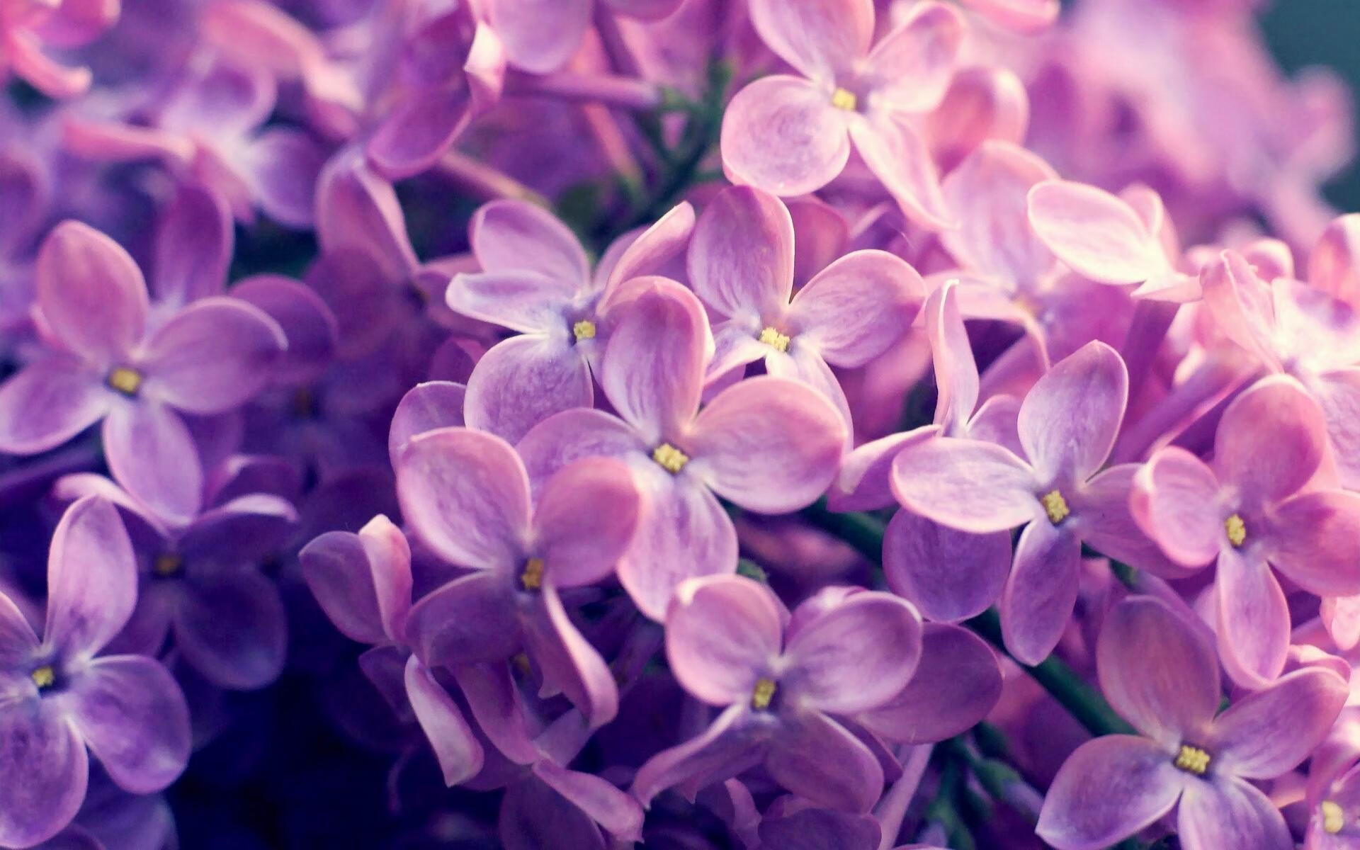 九游登录中心-东亚杯中国足球战胜 球员展现团队力量，东亚杯国足大名单