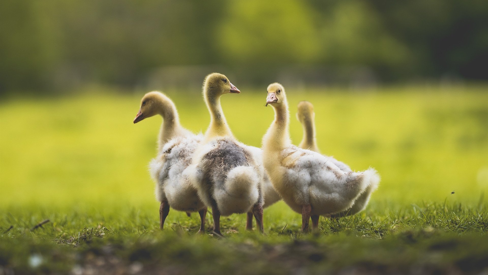 九游电脑版-五大联赛门将指挥防线能力是否影响整场防守连贯性，门将防守犯规