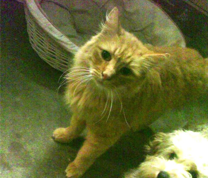 印度队2024年世界杯:从经验到信心的全面提升,印度1950世界杯