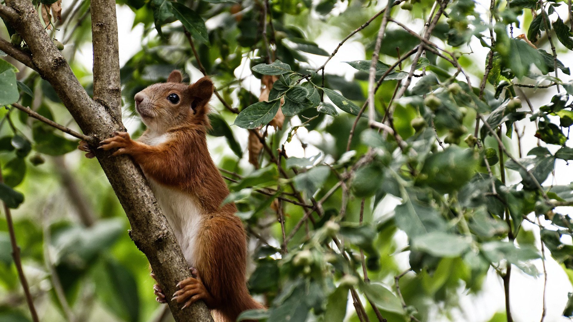 -新加坡队赛制深入解析：团体赛事中的角色分配与战术执行，新加坡邀请赛决赛视频