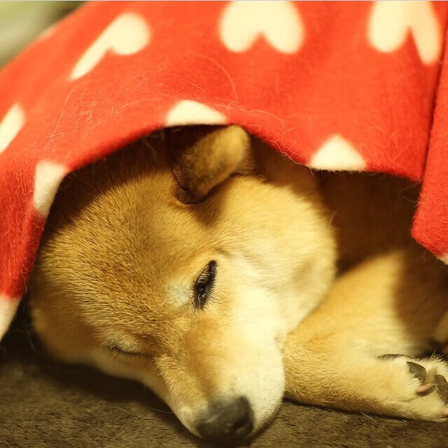 九游网页版入口-羽坛传奇林丹退役一年后首次公开发声，林丹退役后的羽毛球一哥