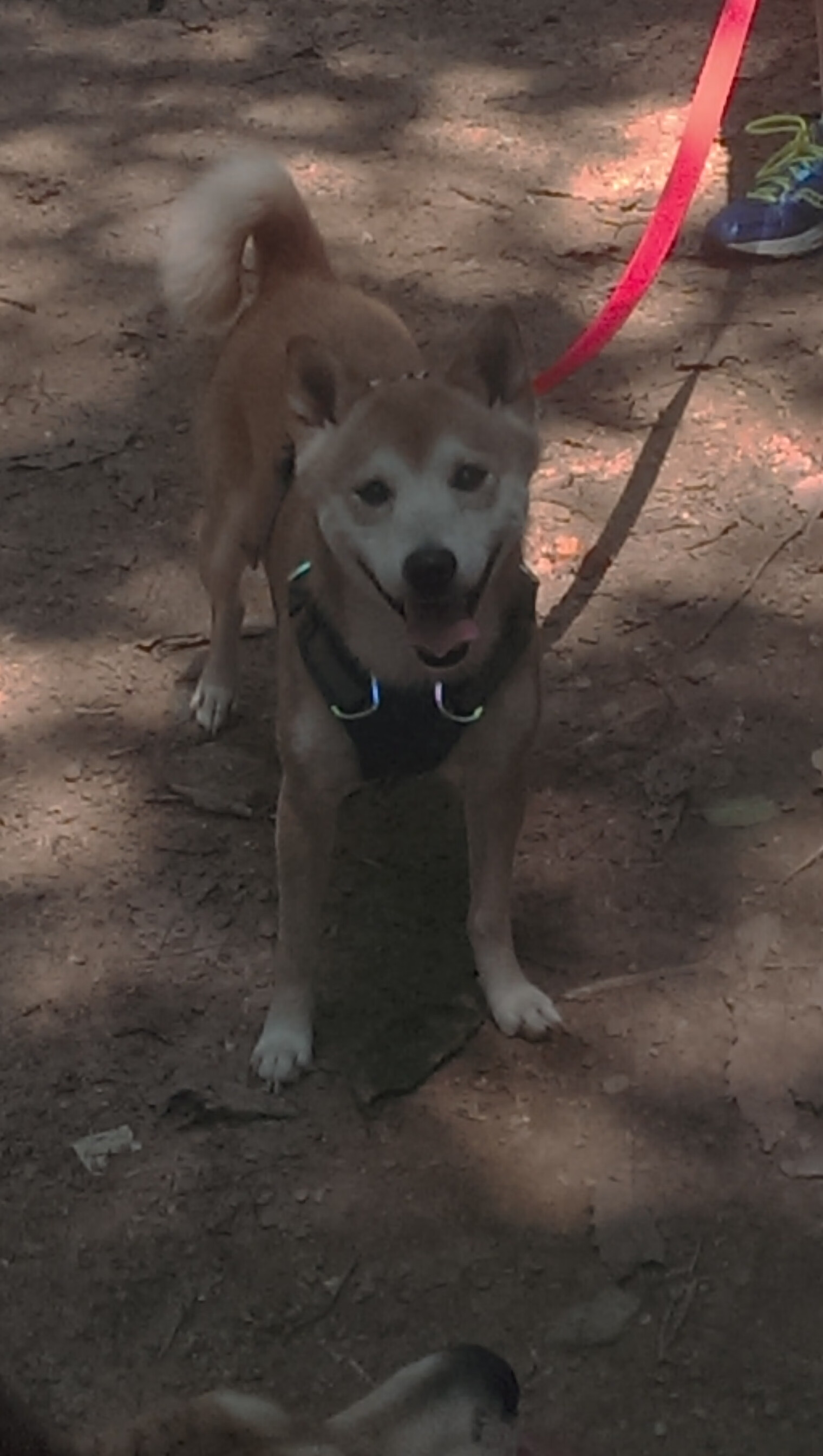 足球赛场比赛策略调整频繁,足球比赛对场地有什么规定