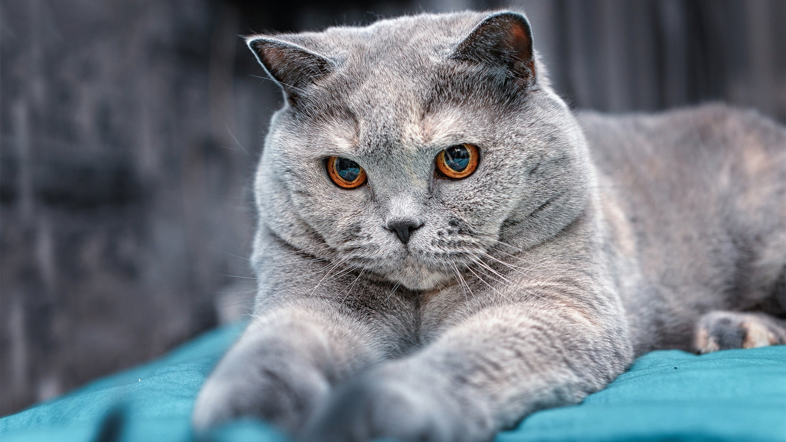 青训体系升级青年选手逐渐挑大梁,青训体系是什么