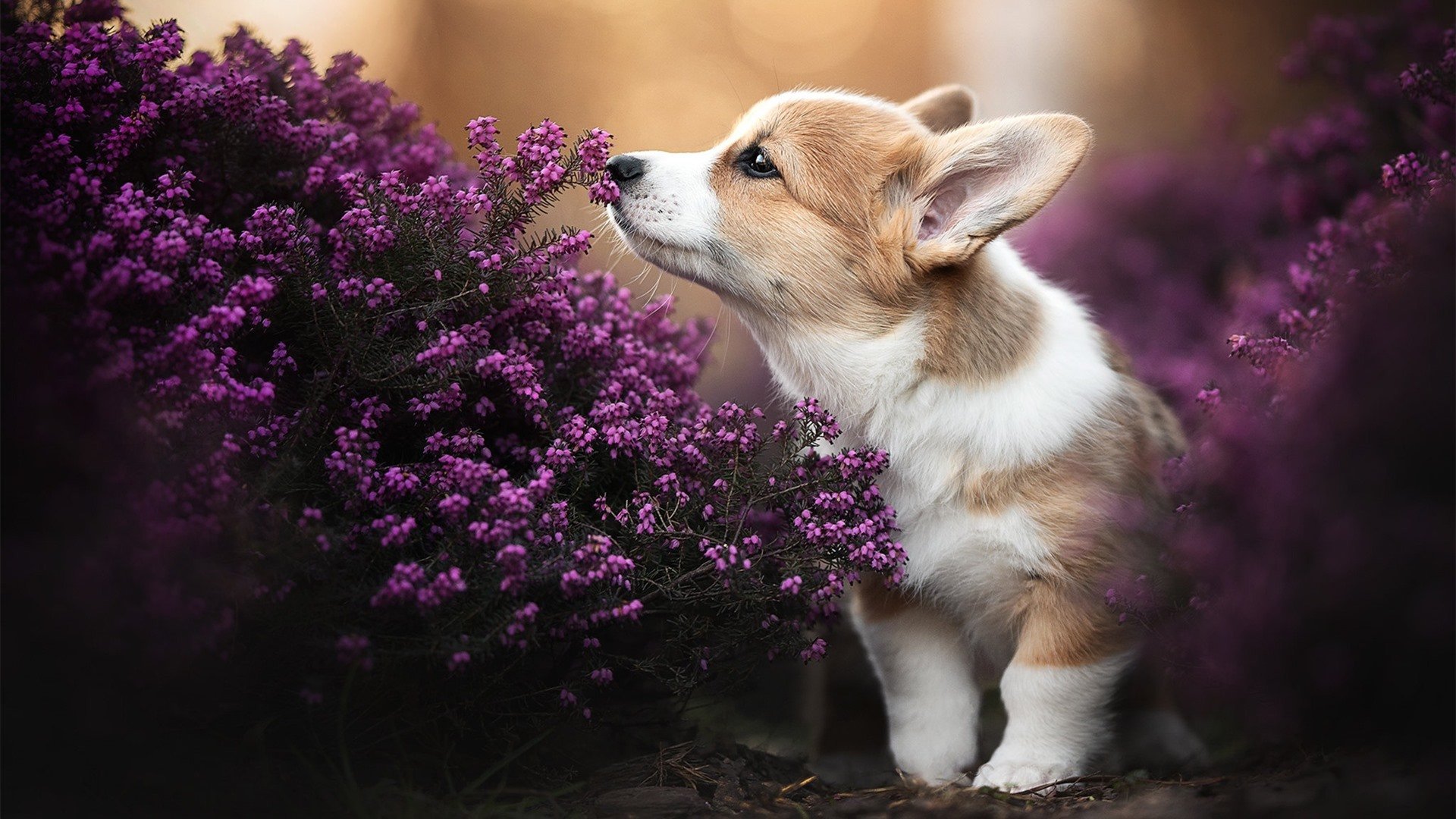 JIUYOU GAMING-世界杯赛事中的未来导向设计，世界杯赛事运作的各个阶段的主要工作