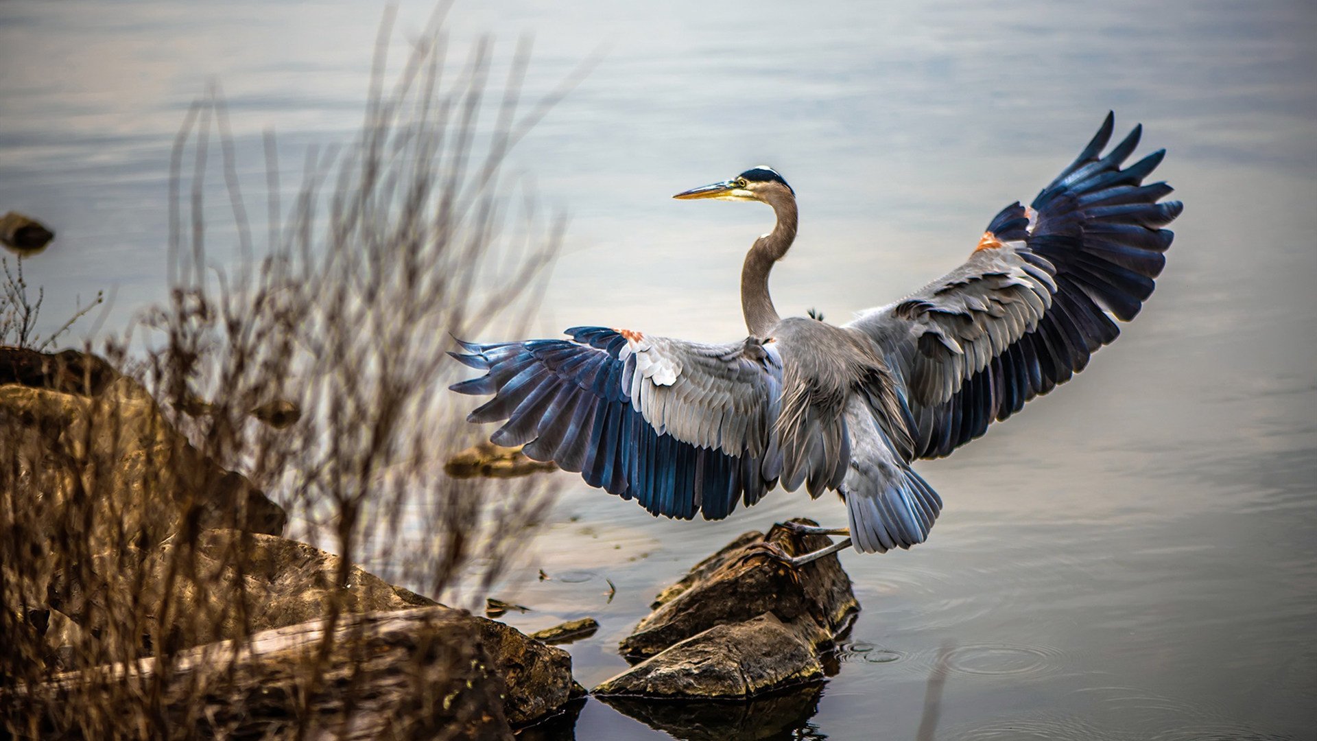 九游(jiuyou)官方网站-勇士训练捕捉汤普森关键三分瞬间，勇士汤普森全名