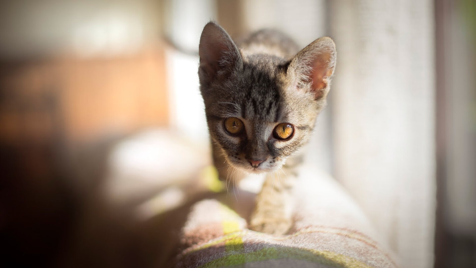 科特迪瓦男篮在非洲锦标赛中表现稳定，冲击历史最佳成就，科特迪瓦男篮vs中国男篮视频