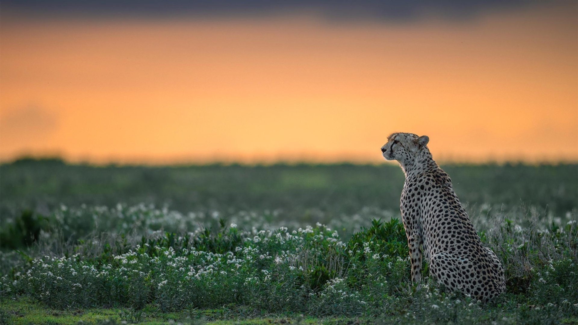 九游app下载中心-职业联赛推动中场秀常态化增强观众体验，职业联赛现场