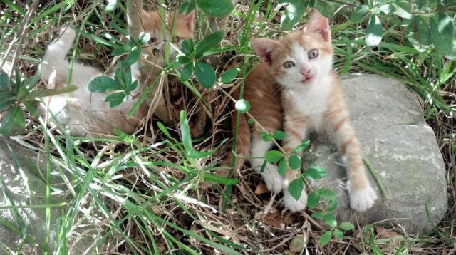 贝尔哈德·福特：稳固防线和突破进攻的全能球员，贝尔福特老婆